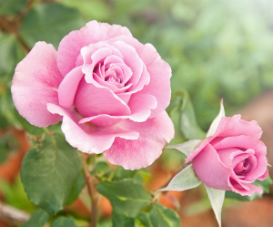Coming Up Roses